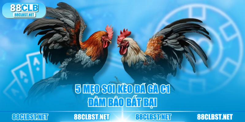 5 mẹo soi kèo đá gà C1 đảm bảo bất bại