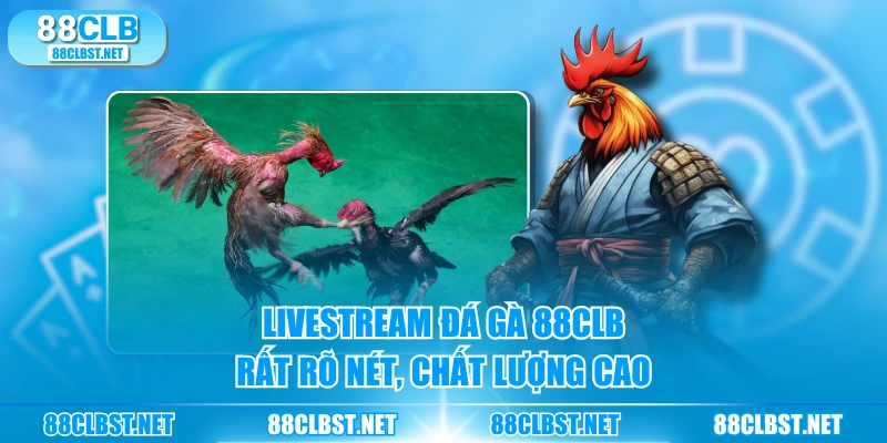 Livestream đá gà 88CLB rất rõ nét, chất lượng cao