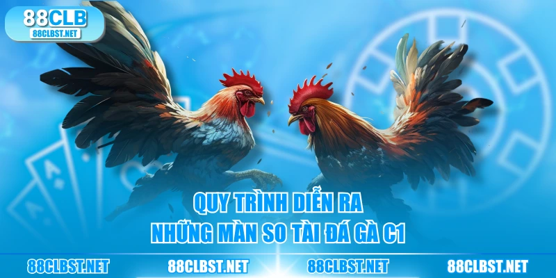 Quy trình diễn ra những màn so tài đá gà C1