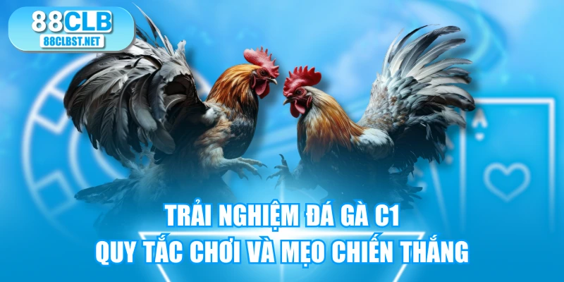 Trải Nghiệm Đá Gà C1: Quy Tắc Chơi Và Mẹo Chiến Thắng